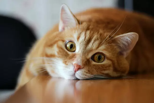 Стерилизация кошек