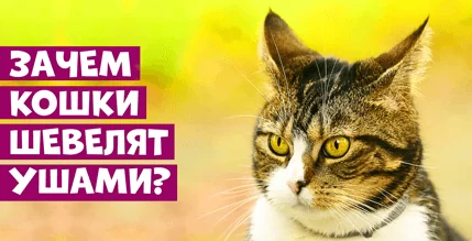 Зачем кошки шевелят ушами?