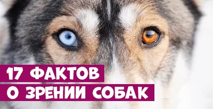 17 интересных фактов о собачьих глазах и зрении