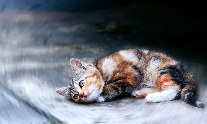 подобрали котенка