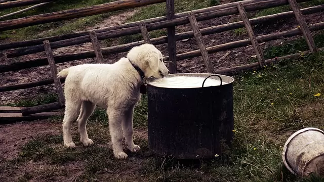 Можно ли собакам молоко и другие молочные продукты