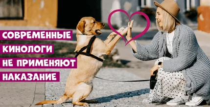 Современные кинологи не применяют наказание. Почему?