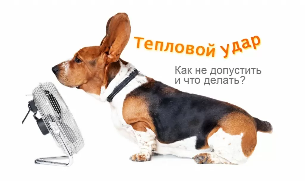 тепловой удар у собак