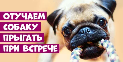 Как отучить собаку прыгать на вас при встрече