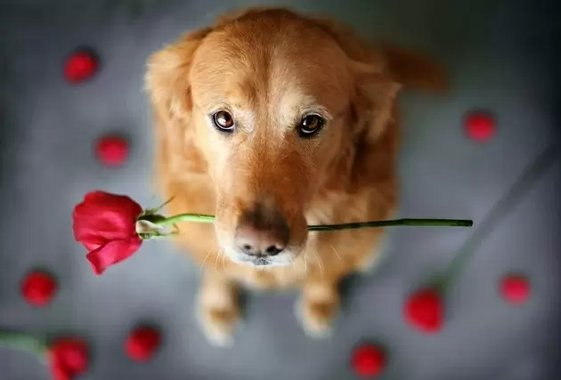 ! Акция окончена ! К 8 Марта