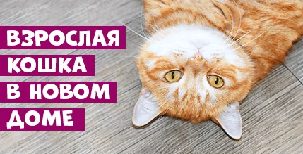 Взрослая кошка в новом доме. Как найти подход?